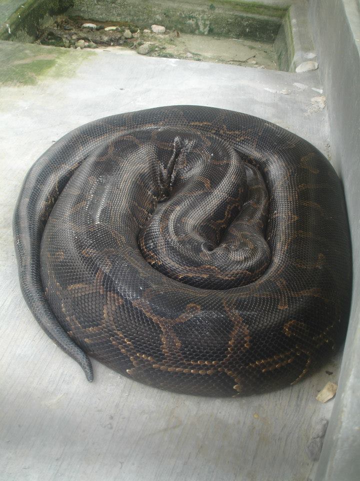 Reticulated Python, Coal Mountain Resort, Argao, Cebu