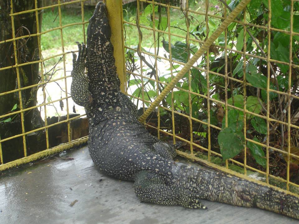 Komodo Dragon, Coal Mountain Resort, Argao, Cebu