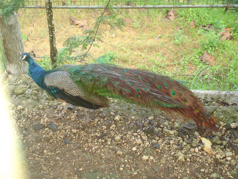 Peacock, Coal Mountain Resort, Argao, Cebu